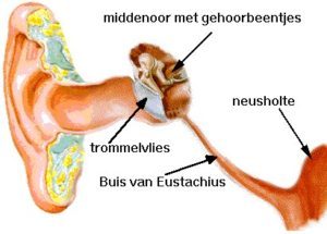 eustachius-300x215